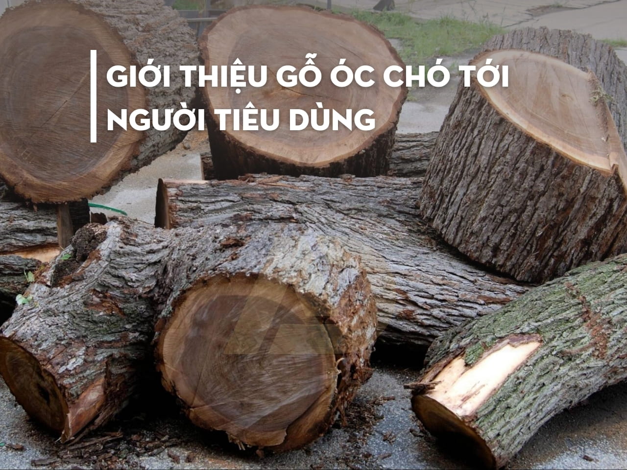 GIỚI THIỆU GỖ ÓC CHÓ TỚI NGƯỜI TIÊU DÙNG