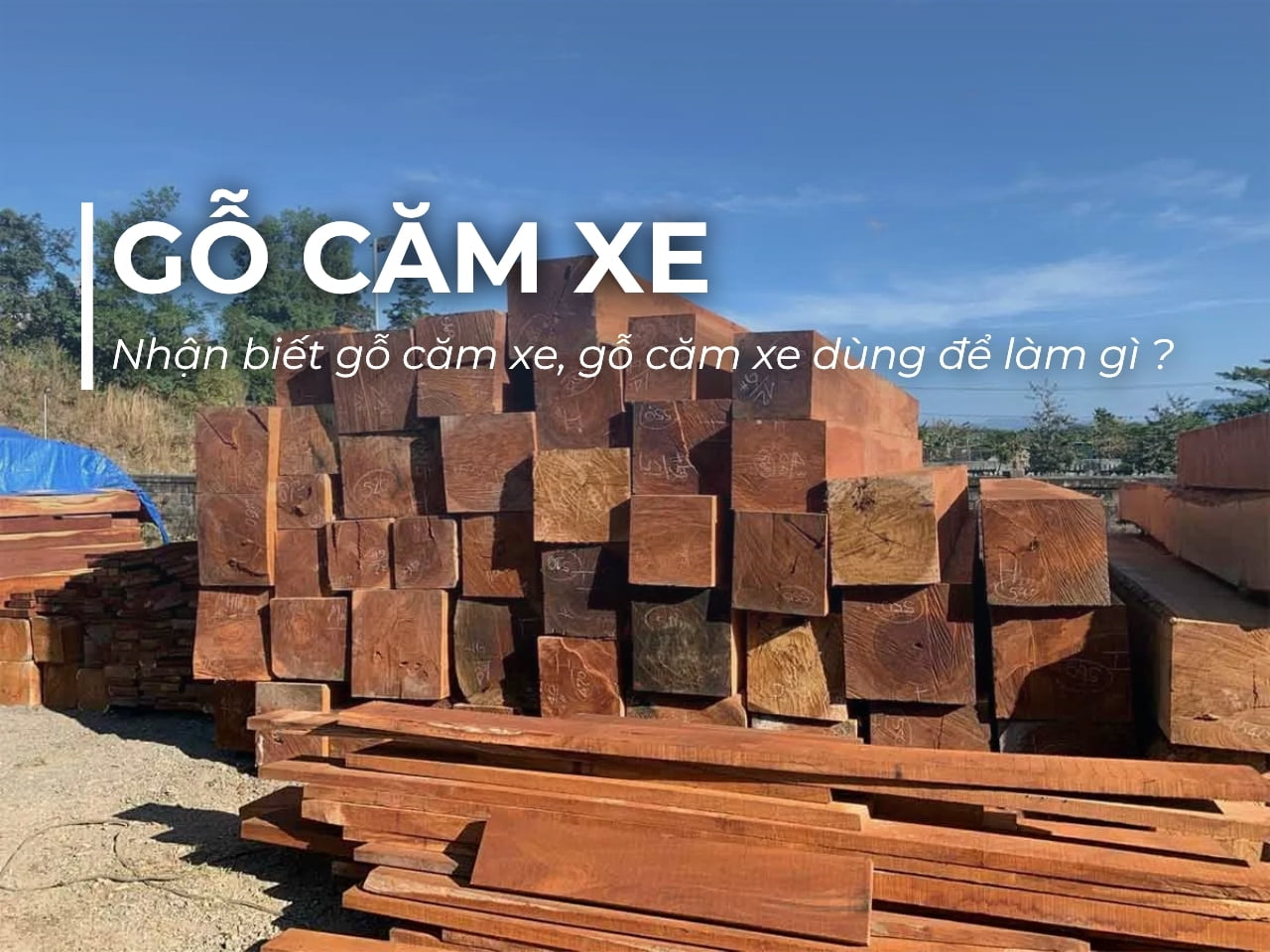 Gỗ căm xe là gì? Nhận biết gỗ căm xe, gỗ căm xe dùng để làm gì
