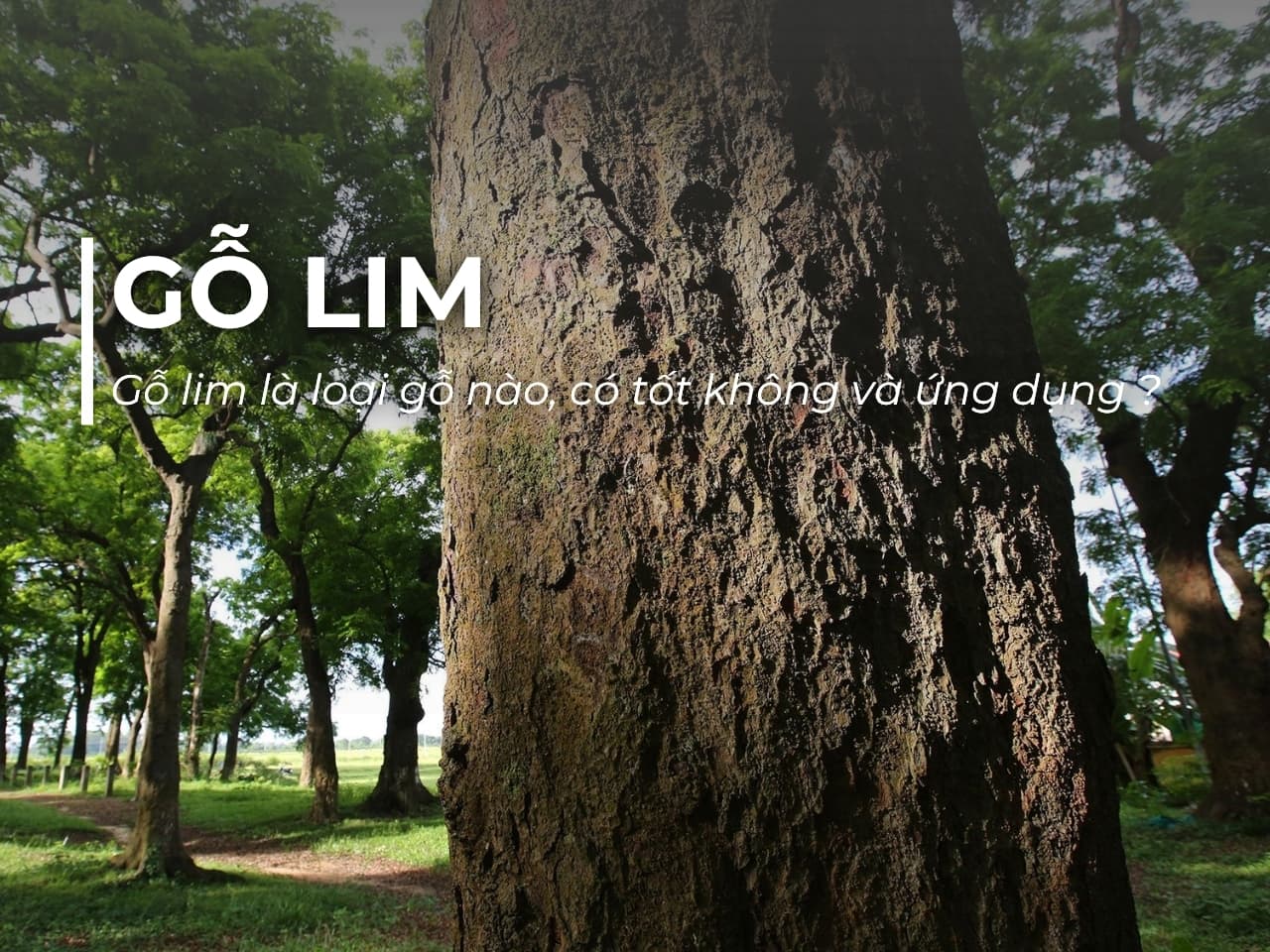 Gỗ lim là loại gỗ như thế nào, có tốt không và ứng dụng ra sao?