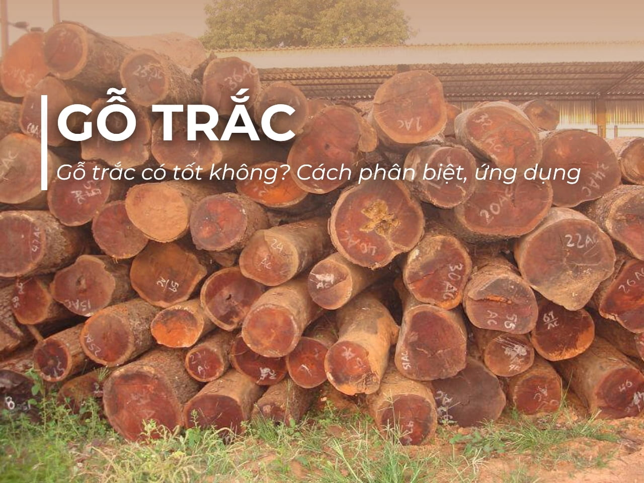 Gỗ trắc có tốt không? Cách phân biệt từng loại và giá trị ứng dụng