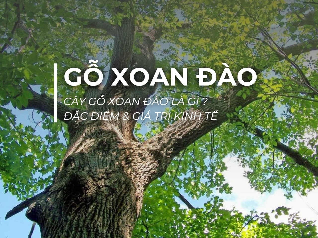 CÂY GỖ XOAN ĐÀO LÀ GÌ ? ĐẶC ĐIỂM VÀ GIÁ TRỊ KINH TẾ NỔI BẬT