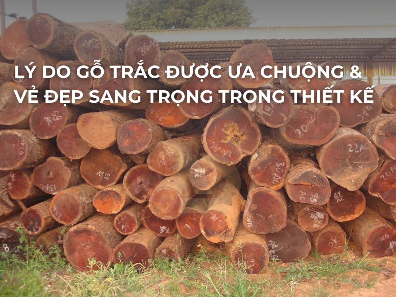 LÝ DO GỖ TRẮC ĐƯỢC ƯA CHUỘNG & VẺ ĐẸP SANG TRỌNG TRONG THIẾT KẾ