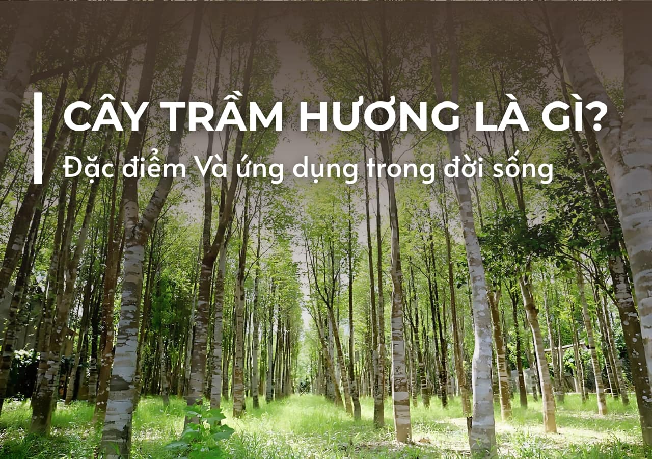 Cây Trầm Hương Là Gì? Đặc Điểm Và Ứng Dụng Trong Đời Sống