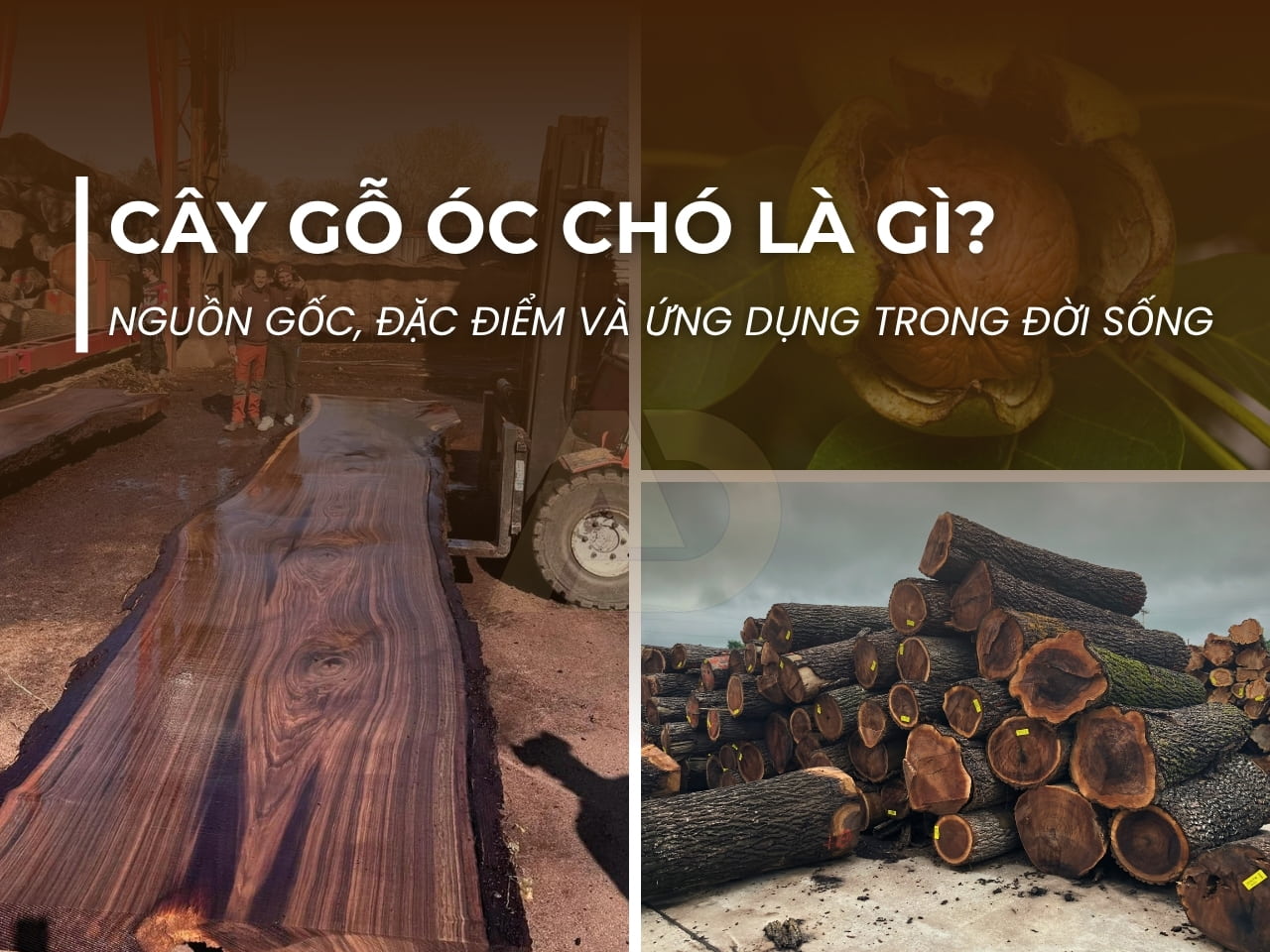 CÂY GỖ ÓC CHÓ LÀ GÌ? NGUỒN GỐC, ĐẶC ĐIỂM VÀ ỨNG DỤNG TRONG ĐỜI SỐNG