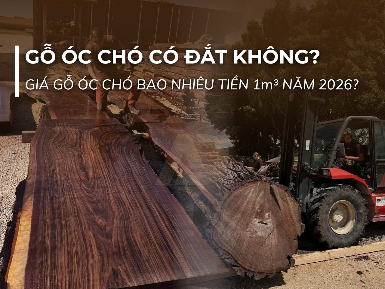 GỖ ÓC CHÓ CÓ ĐẮT KHÔNG? GIÁ GỖ ÓC CHÓ BAO NHIÊU TIỀN 1m³ NĂM 2026?